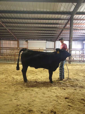 Sophomore Clark Toalson prepares his steer for show.