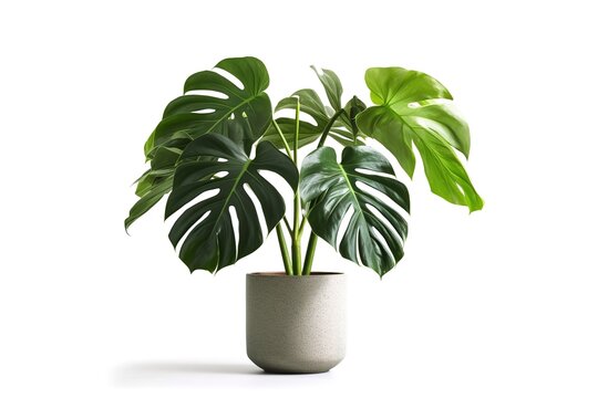 Learning About Plants