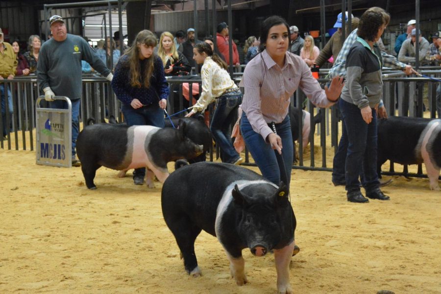 Sophomore Audrey Longoria shows her swine.